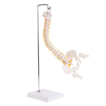 45cm Lankstus Žmogaus stuburas Stuburo Juosmens Anatomijos Modelis Anato