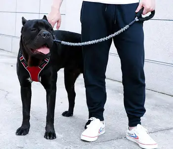 Sprogimo įrodymas flush traukos virvės Auksinių plaukų Labradoro šuo vaikščioti virve, didmeninė didelių šunų elastinių virvių gamintojai